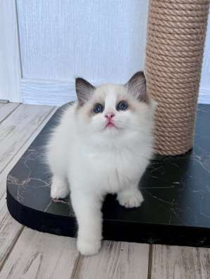 Котёнок Рэгдолл