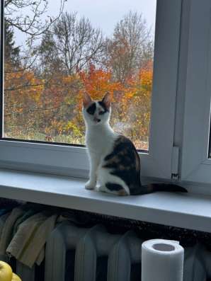 Котенок в добрые руки