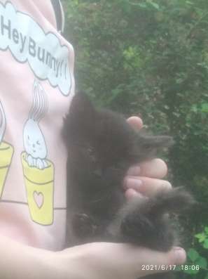 Котёнок в Луганске 17.06.21