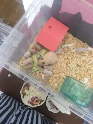 Хомячки в Кисловодске