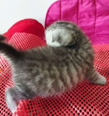 Scottish fold. male, Scottish strait female. Document фото 3