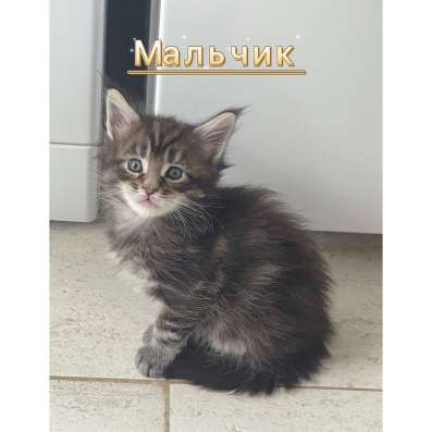 Котята мейн кун в Красногорске фото 5
