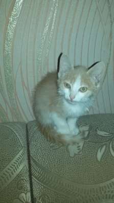 Отдам котенка в добрые руки фото 3
