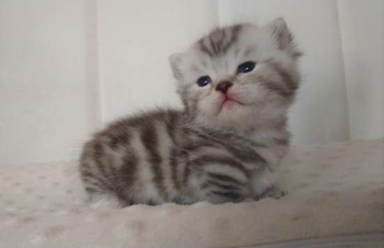Манчкины, котята