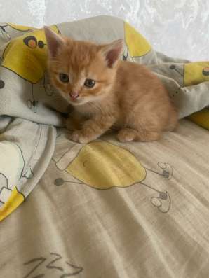 Котята в Орске фото 4