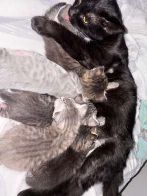 котята в Кирове
