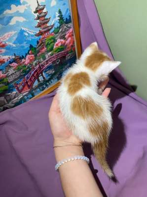 Котенок в добрые руки в Стерлитамаке