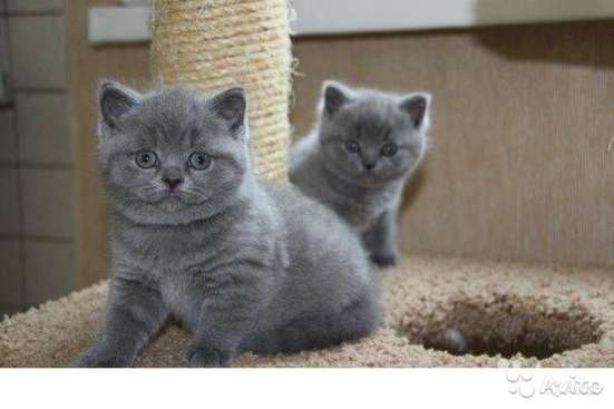 Очень красивый котик британец в Краснодаре
