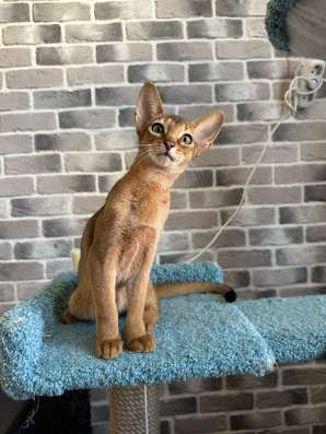 Абиссинские котики в Краснодаре