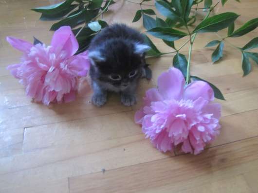 Котята ищут свои дома