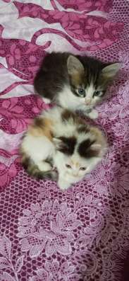 Подарю симпатичных котят-девочек