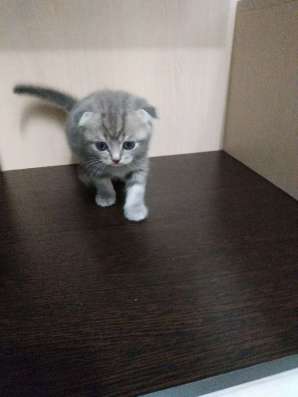 Шотландские котята в Москве