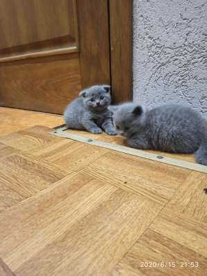 Котята шотландские фото 4