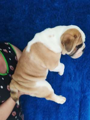 Englische Bulldogge фото 7