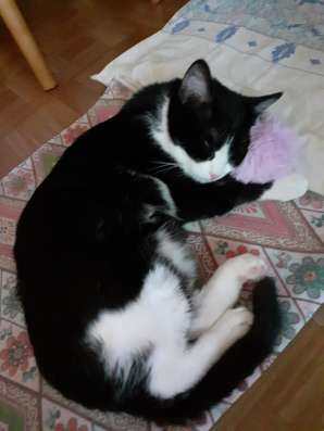 Котенка в хорошие руки в Липецке