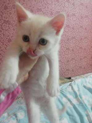 Котёнок британский и шотландский в Москве фото 19