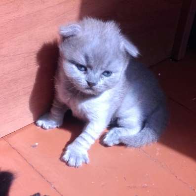 Продам шотландского котенка