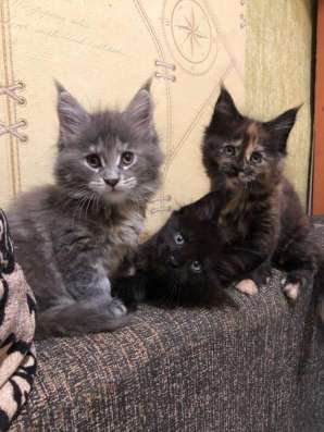 Продам котят