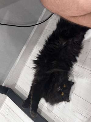 Персидский котик в Уфе фото 6