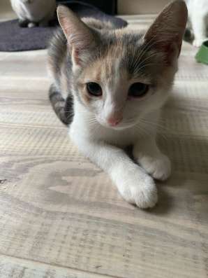 Отдаю котят в добрые руки в Волгограде