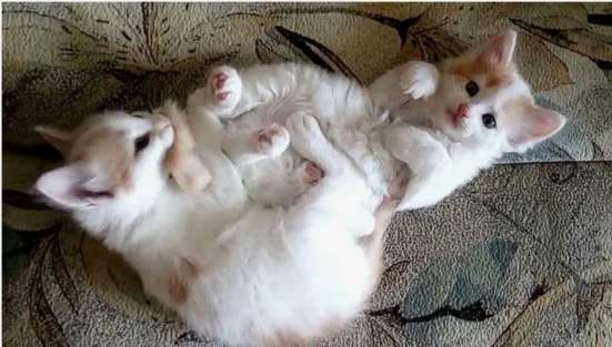 Возьму котёнка (мальчика 1 мес)