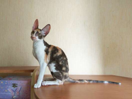 Котята Корниш рекс в Краснодаре фото 19