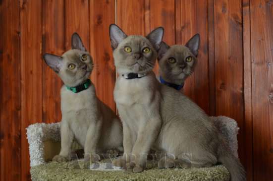 Бурманские котята