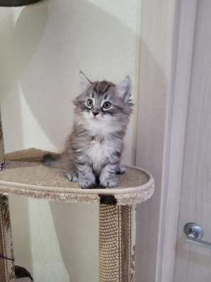 Сибирские котята в Волгограде фото 7