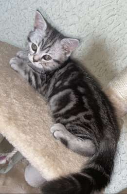 Шотландская кошечка