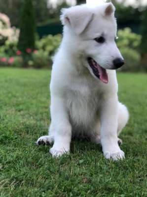Puppies of a White Swiss Shepherd Dog фото 7