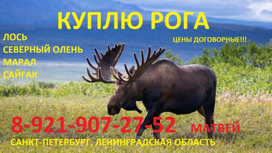 Куплю рога лося, оленя