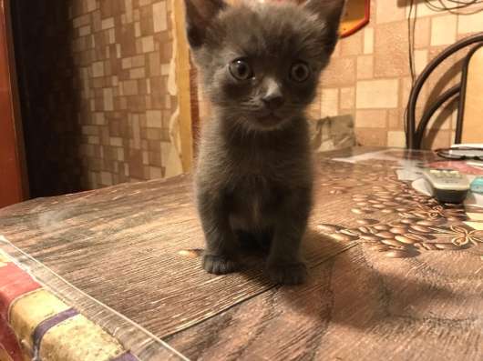 Отдам бесплатно котёнка