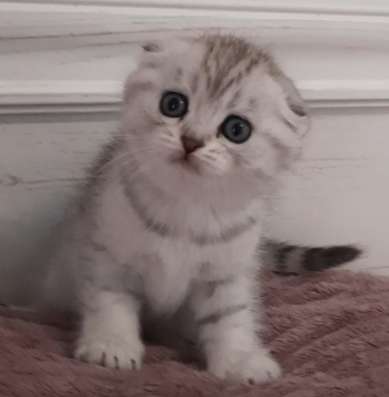 Шотландские котята фото 5