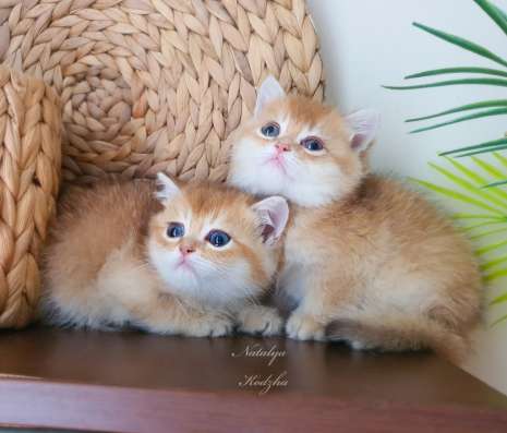 Британские котята