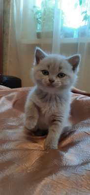 Шотландские котята фото 6