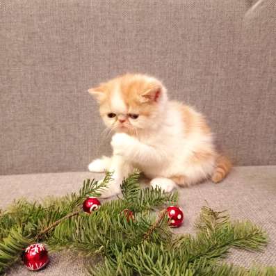 Продажа котят в Новосибирске фото 6
