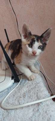 Котята породы Донской сфинкс фото 7