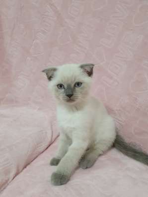 Породистые котята фото 4