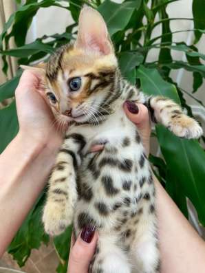 Продам бенгальских котят в Красноярске фото 6