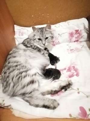 Котята Курильский бобтейл в Краснодаре