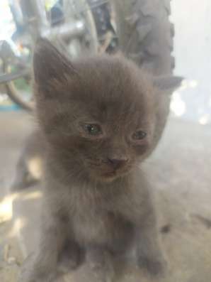 Котята, мама британка фото 6