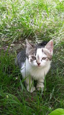 Котята с улицы фото 3