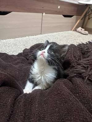 котенок в добрые руки