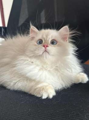 Продажа милых котят в Москве