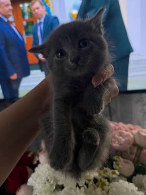 Отдам котят в добрые ручки