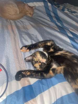 Котята в добрые руки в Челябинске