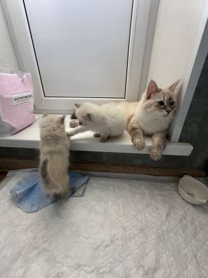Котята Невские маскарадные в Москве фото 8