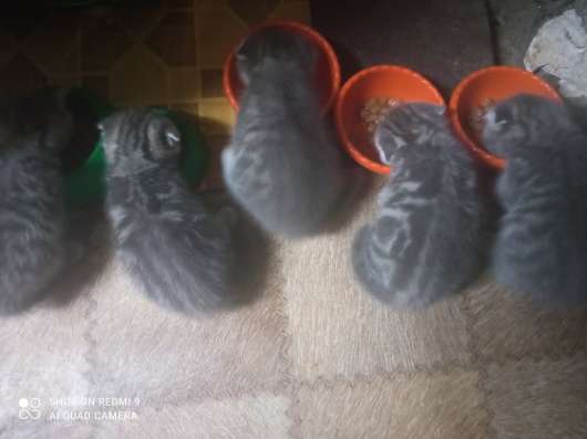 Продам котят в Невинномысске фото 4