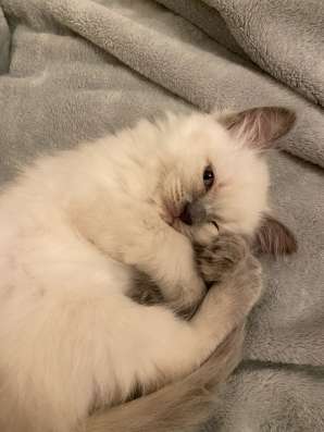 Котёнок, 1,5 месяца, мальчик в Дзержинске фото 3