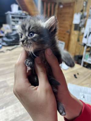 Милые котята в добрые руки! в Саратове фото 5